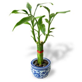 Lucky Bamboo